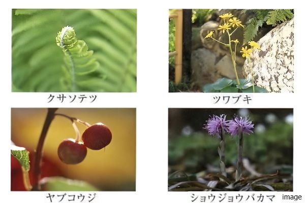 ランドスケープ｜南青山テラス　常盤松フォレスト